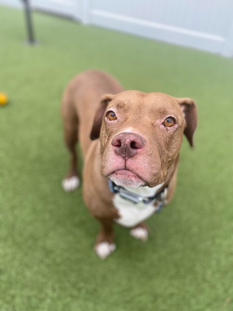 Boarding - Dog Dayze